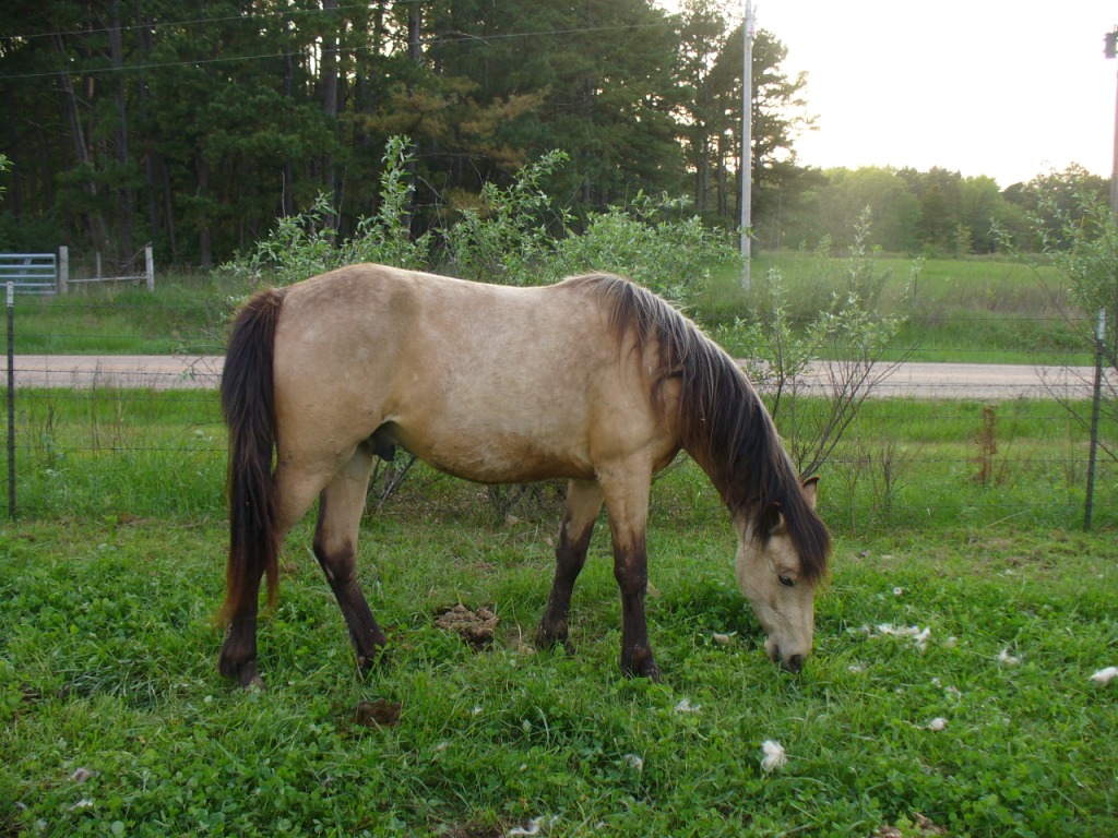 horses014.jpg